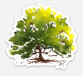 A Salve Beech Tree