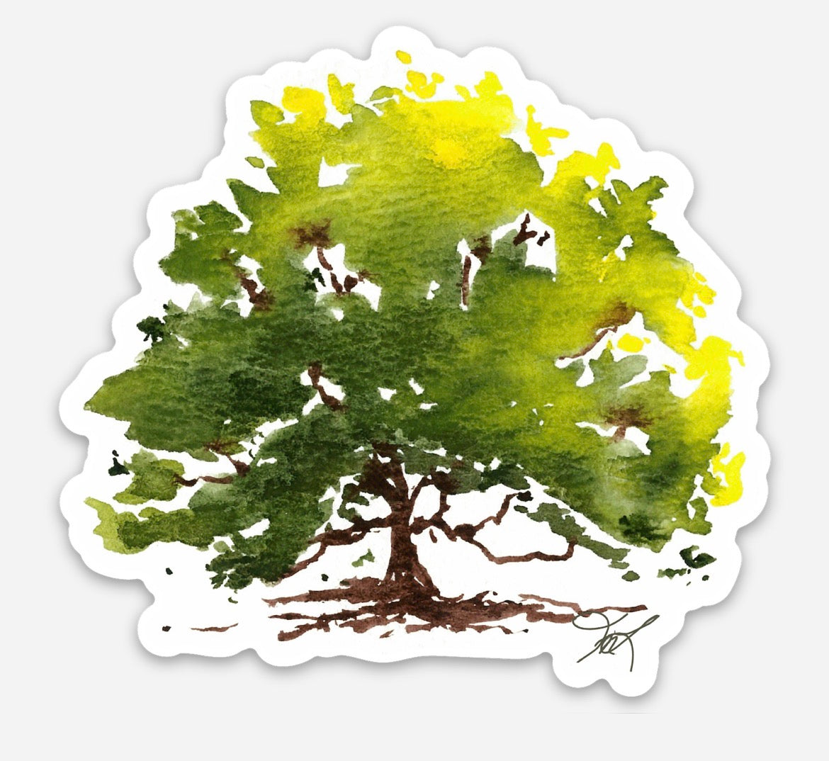 A Salve Beech Tree