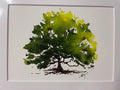 Beech Tree matted print